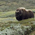 Boeuf Musqué dans le Parc National de Dovre - Norvège
