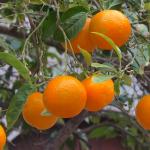 Orangers de l'île de Mallorca