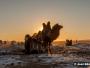Coucher de soleil derrière des chameaux de Bactriane dans le désert de Gobi