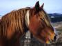 Le cheval est un des animaux d'élevage les plus répandus dans les montagnes catalanes